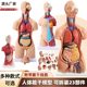 Human torso anatomy model Zhenghe Factory direct delivery