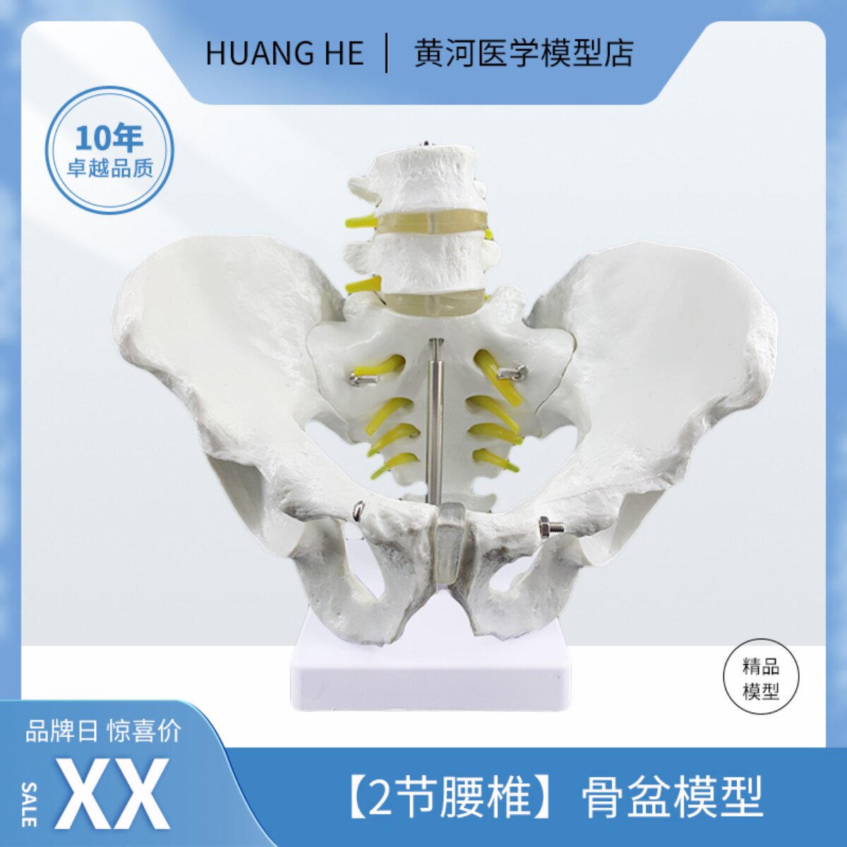 人体二节腰椎带盆骨模型 仿真骨骼模型 人骨架脊椎模型骨盆模型