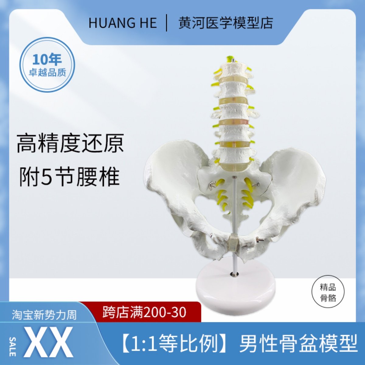 五节腰椎带骨盆模型 脊柱模型 盆骨模型 人体骨骼模型 股骨椎间盘