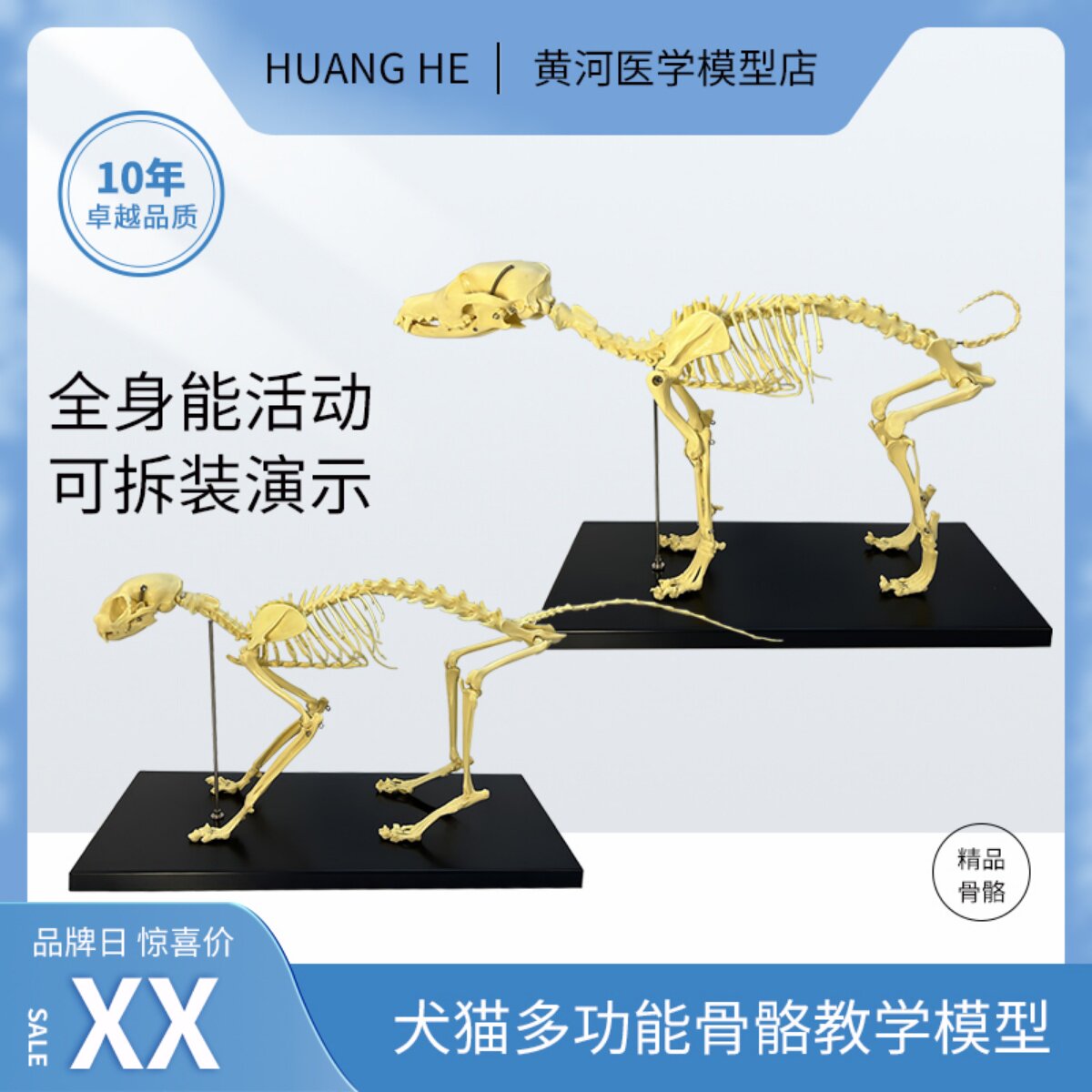 可拆装犬猫骨骼模型 适用兽医学院教学教具 宠物医院摆饰模型