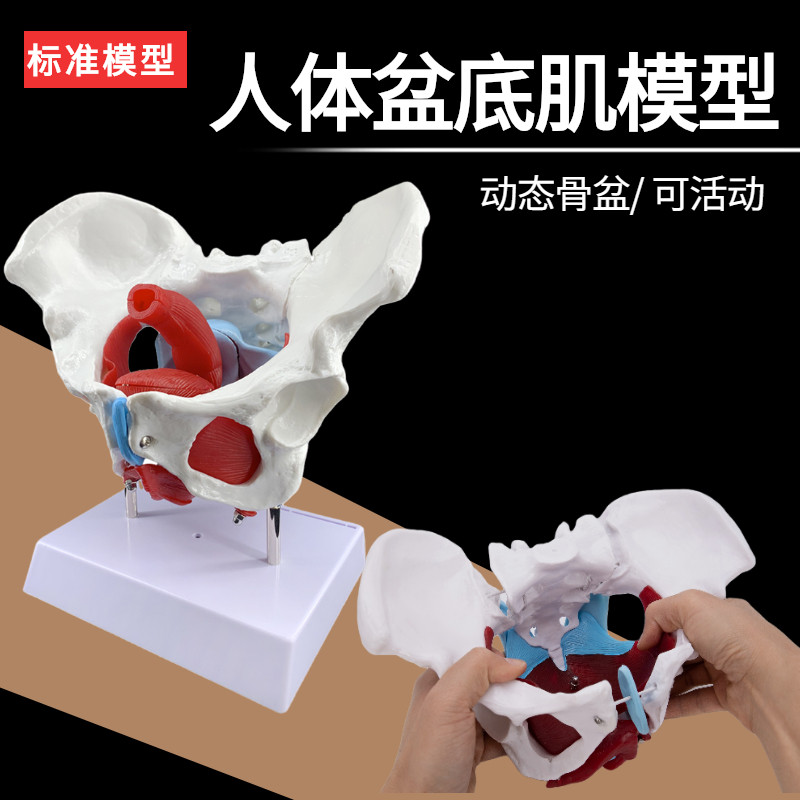 动态女性腰椎骨盆模型关节可动医用女性骨盆示范模型人体活动骨骼