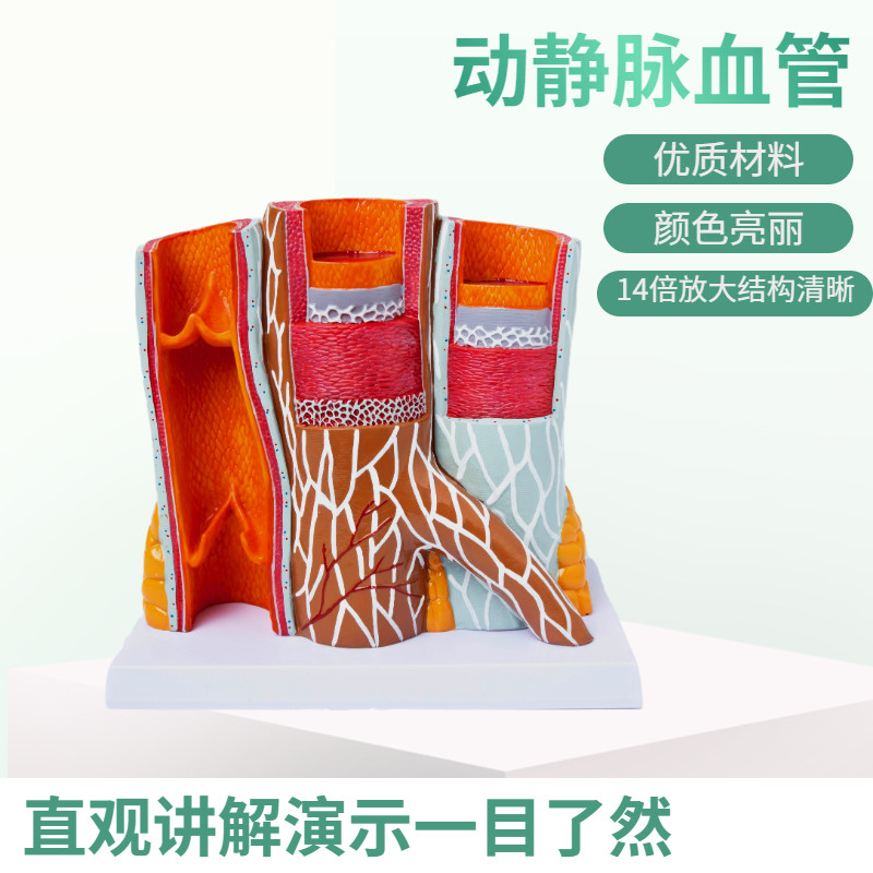 人体动静脉血管模型器官解剖放大层次结构演示教学医院学校