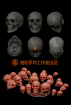 Workshop of the Night Camel Handmade Workshop 3D High Precision Skull 1 24 35 48 Scale Printing
