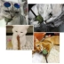 Catnip Lollipop Ball Wood Tian Li Stick Cat Molar Kitten Kitten Kitten Toy Răng Trêu chọc Cat Lollipop Đồ dùng - Mèo / Chó Đồ chơi