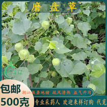 Freshly picked Chaoshan green grass Huaihu ground pig Mopan grass ear ring grass stone mozai grass amaranth Wang Bu Liu Xing