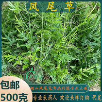Freshly harvested from Chaoshan Qingcaotang phoenix grass phoenix grass chicken claw grass jinglan grass phoenix grass golden cocktail fern