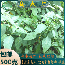 Freshly picked Chaoshan green herbs Wudianguiwudianguigen Wild Grape Sky Eggplant Wild Eggplant Nightshade Root