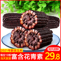 2021 Corn cob black corn sweet glutinous rice reduced black corn fresh freshly picked fat Northeast black corn vacuum packaging