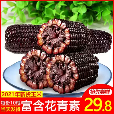 2021 Corn cob black corn sweet glutinous rice minus black corn fresh fresh fat fresh fresh pick northeast black corn vacuum packaging