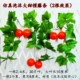 Mô phỏng mây trái cây hoa nho nho lá hoa quả cửa hàng trang trí trần ống màu xanh lá cây nhựa hoa treo tường - Hoa nhân tạo / Cây / Trái cây chậu hoa giả