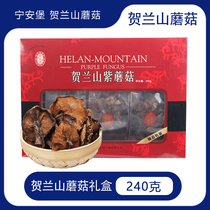 Ninganbao Helan Mountain Purple Mushroom Ningxia Special Products Farmhouse Picking Mushroom Chicken Stew Mushroom Mushroom 240g Gift Box