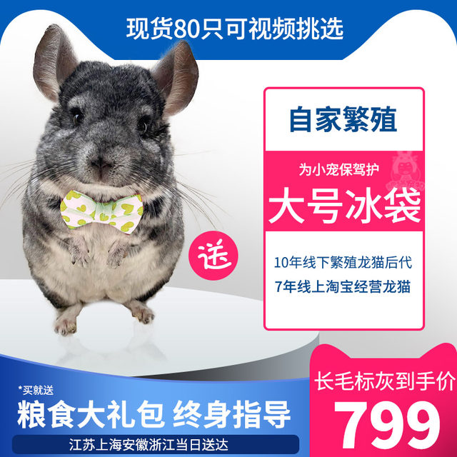 ຊີວິດ chinchilla doll pet baby cub cute long hair gray silver plate live animal has been vaccined and send to the cage