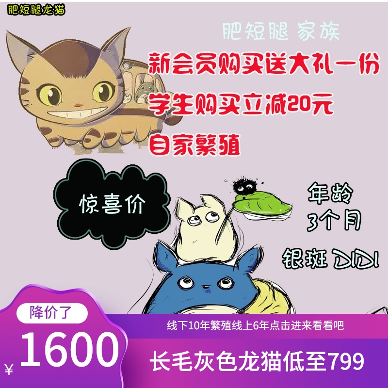 Home-bred Live Chinchilla Chinchilla Pups Pet 2-month-old baby Silver-spotted Chinchilla Relatives Nationwide