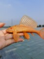 广州佳华水族的LOGO