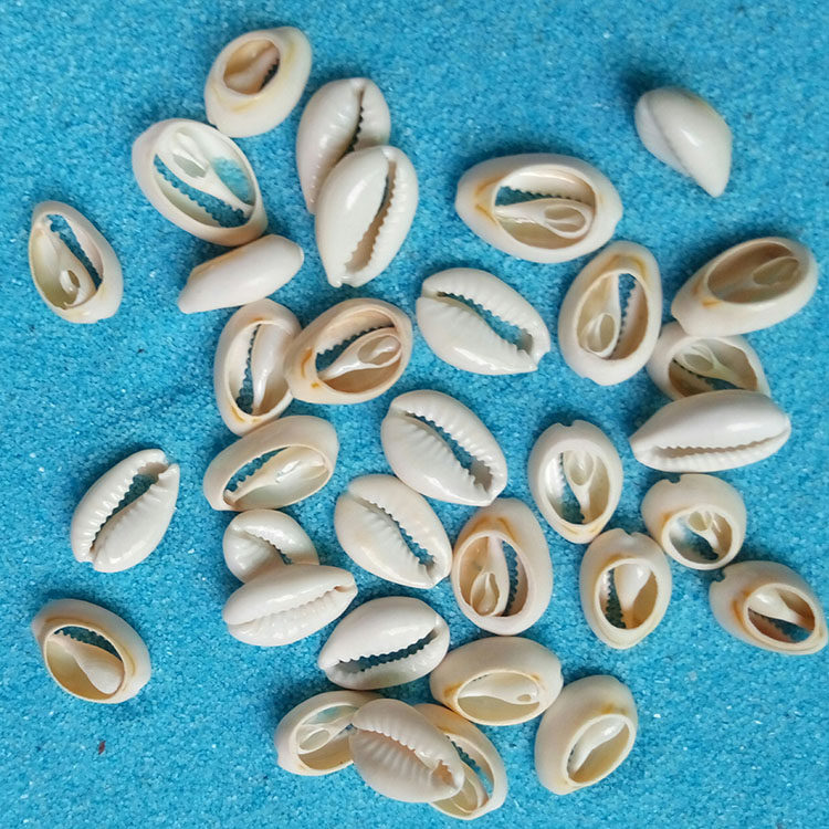 天然海螺贝壳 黄灰 切片金边螺  金环宝螺 DIY手工材料