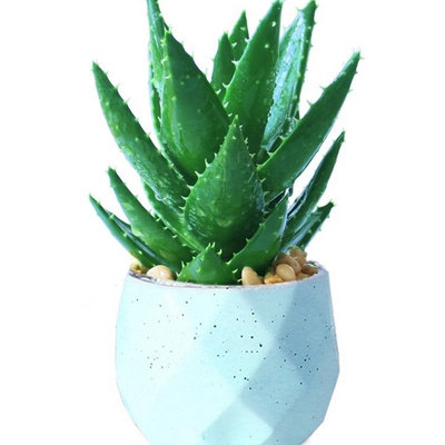 aloe pot balcony office plant bedroom purify air flowers