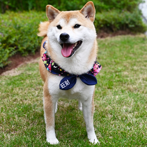 Шарф, галстук-бабочка с бантиком, аксессуар, делается под заказ