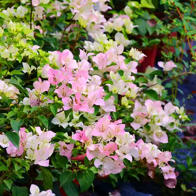 Green art gardening diligent flower triangle plum green leaves cherry blossoms are not afraid to bask in the sun Balcony courtyard flower potted plants are good to feed