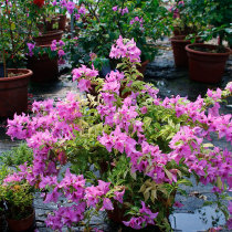 Green Art Gardening Triangle Plum New Variety Super Mary Little Pictorial Garden Balcony Potted Flower Shrubs