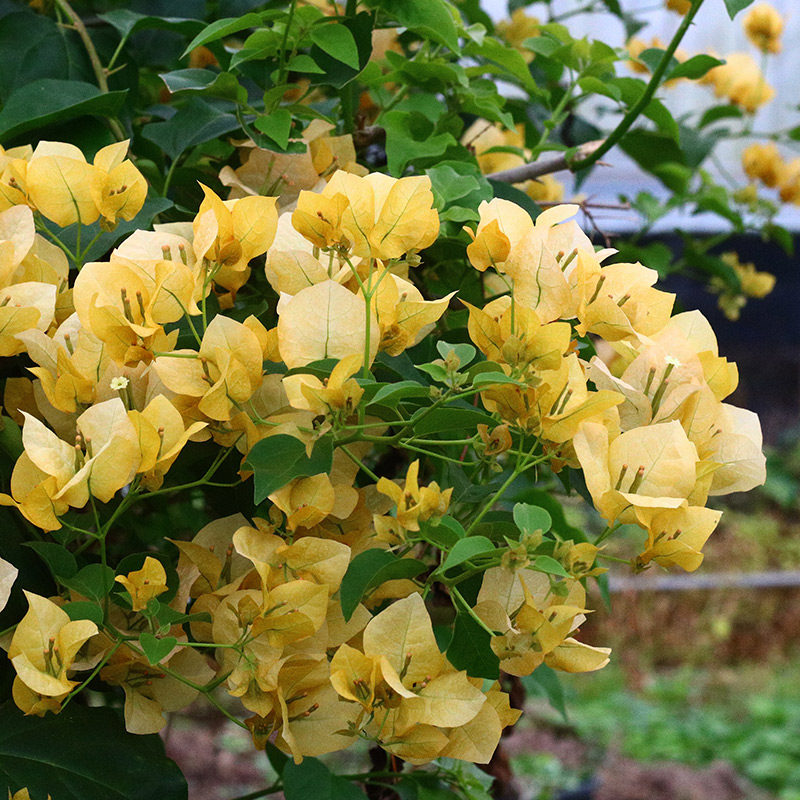 Green art gardening Green leaves Light yellow Qinhua Triangle Meller Rhododendron garden ornamental flowers heat-resistant multi-season flowering