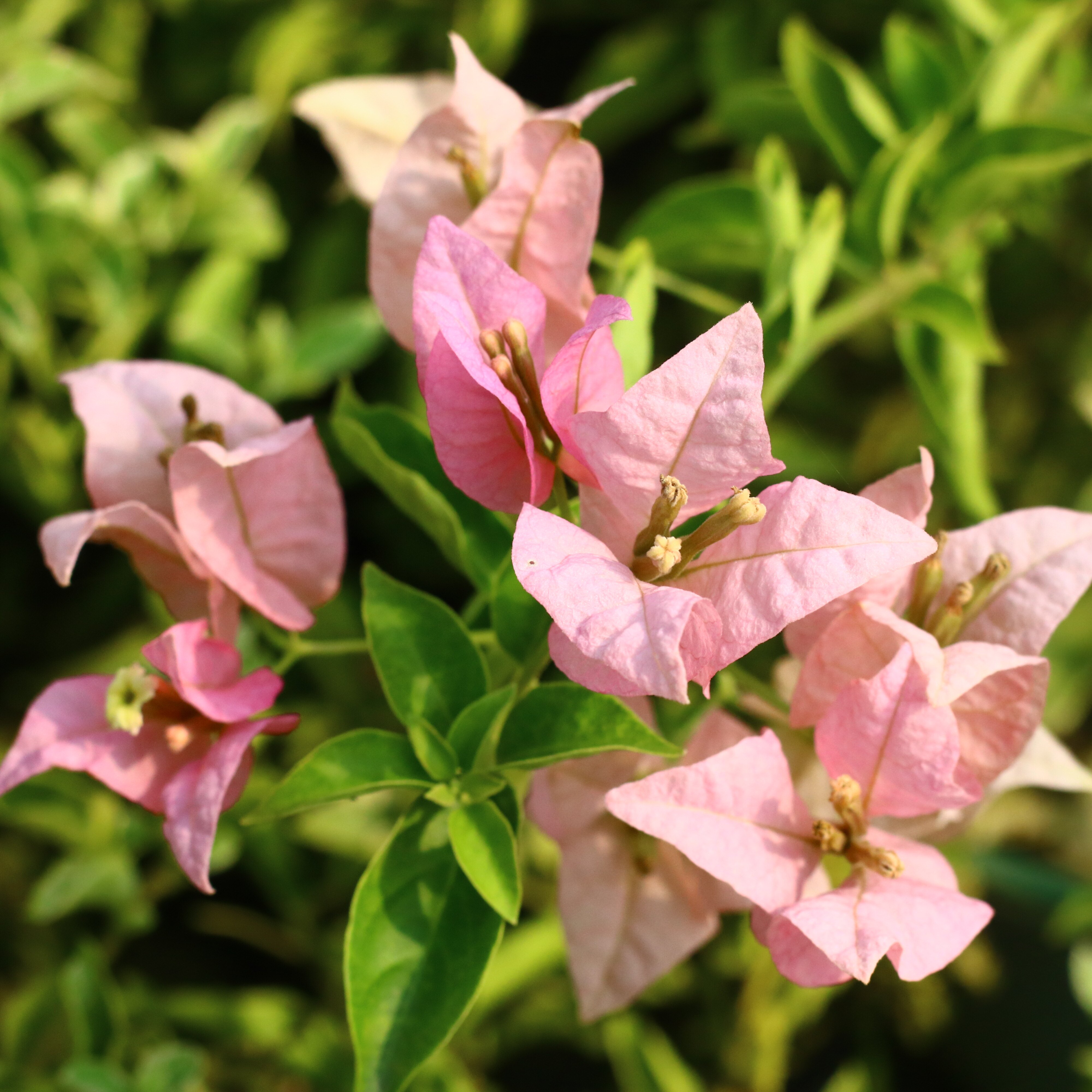 Triangular plum new varieties of zebra mini cherry blossomones resistant to sunburn