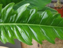 Green art gardening God saw vines green velvet leaves heat-resistant