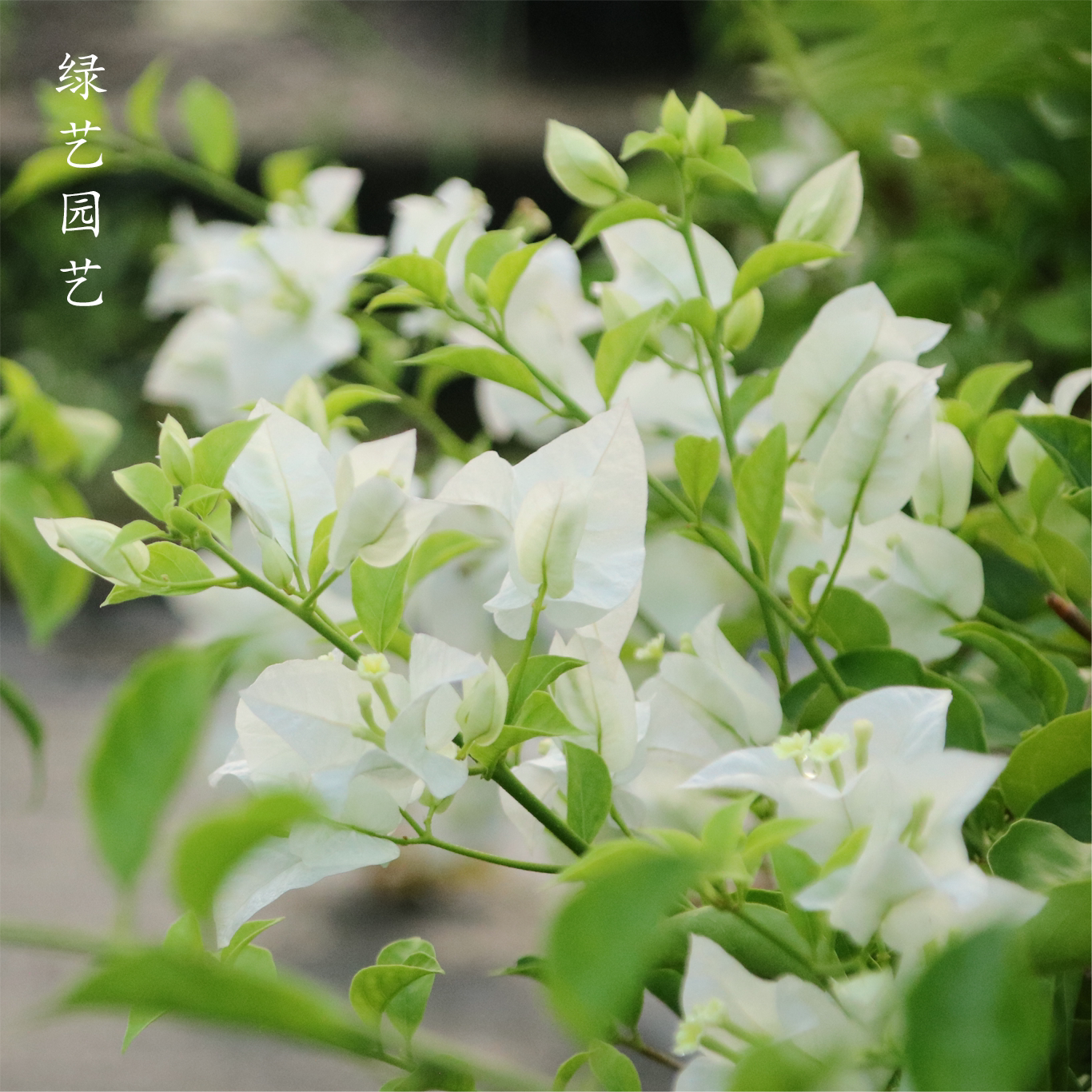 Triangle Plum White Snow Princess Galactic Macular White Balcony Courtyard Flower Potted Plant Heat Resistant Plant Spring Autumn Flowers