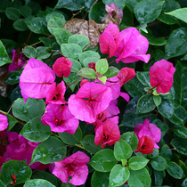 Green gardening triangle plum tropical bouquet deep powder powder baby garden balcony flower potted good heat-resistant