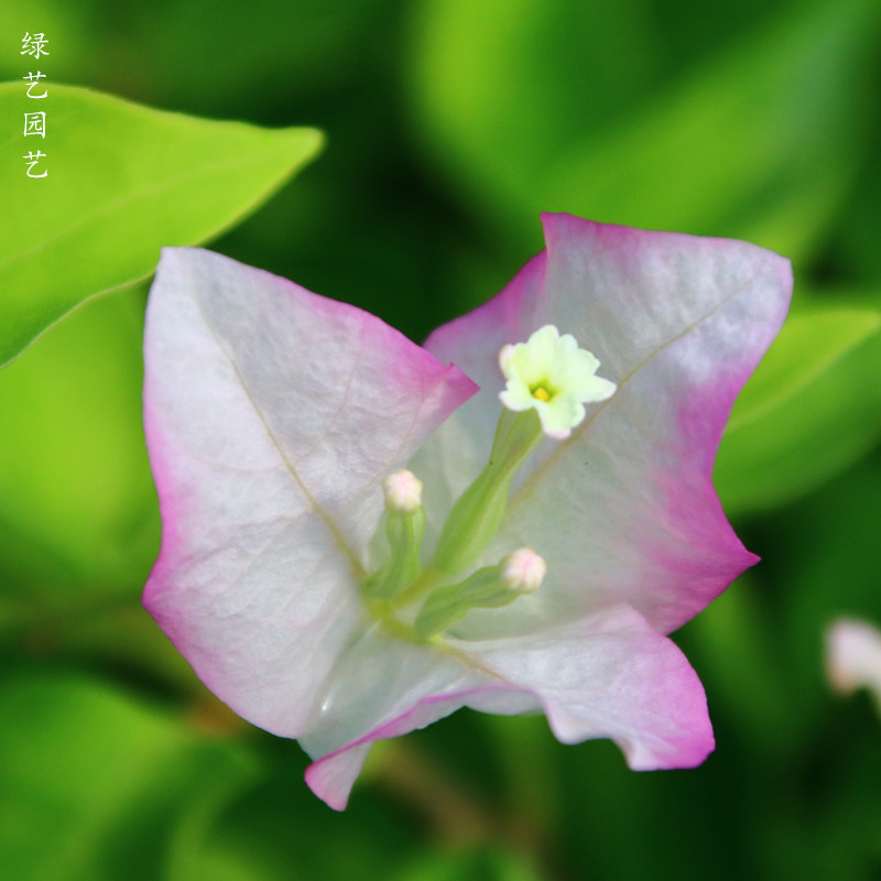 Green Arts Gardening Mouth Red Triangle Meqin Flowers Variety Blooming Small Fry Courtyard Balcony Flowers Spring Autumn Temporary No Flowers