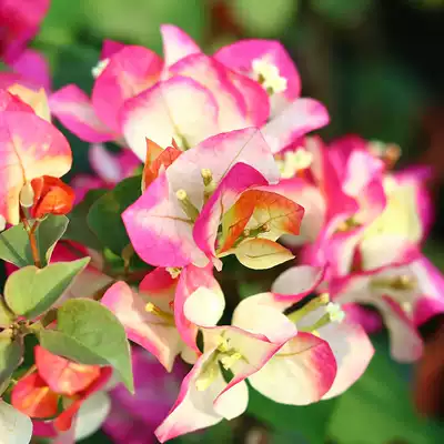 Indian Pictorial Triangle Plum is different every time the flowers are different. The courtyard balcony is more lazy and more stunning flowers.