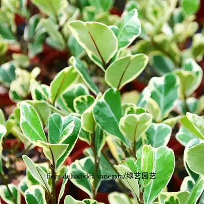 Heart leaf banyan flower leaf Triangle banyan brocade leaf Triangle banyan courtyard balcony Green leaves small cute elegant