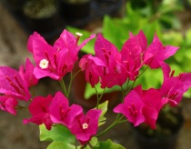 Green gardening triangle plum new variety B T red Qin flower (14cm basin)