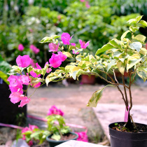 Green art gardening flower leaf triangle plum gold edge palace powder hanging floating branch courtyard balcony heat-resistant and sun-resistant flowers