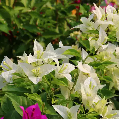 Qin flower triangle plum Singapore palace powder Singapore white flower is more big flower type chic
