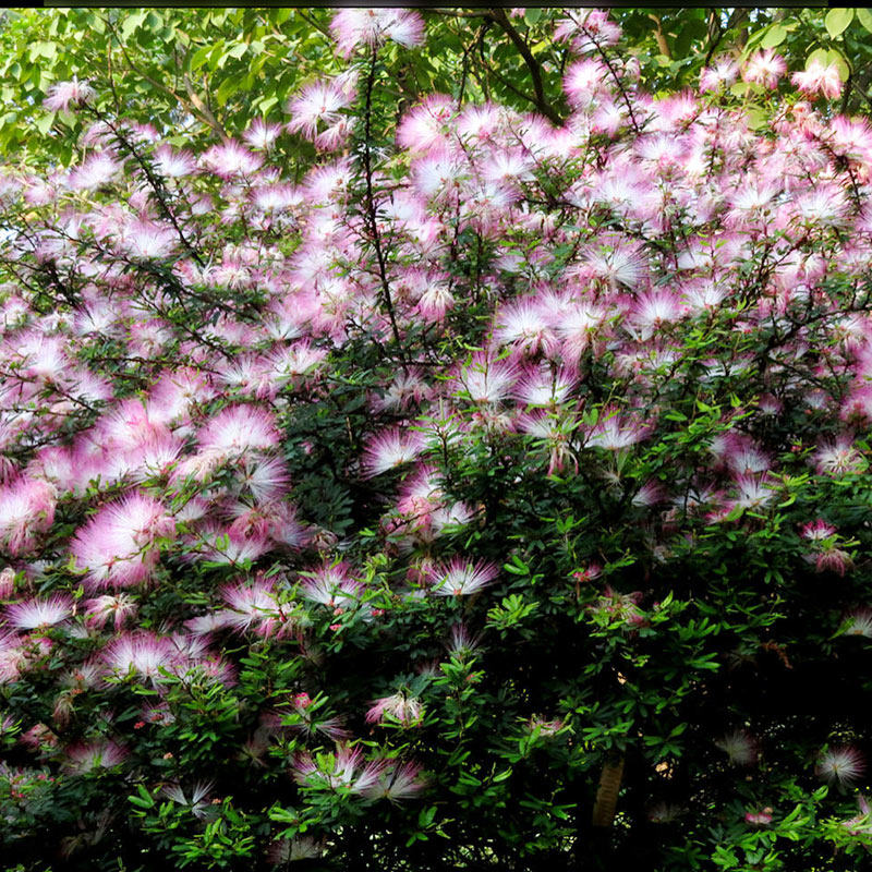 Perfume collegial calliandra brevipes patio balcony heat resistant flowers for more than a year flowering light incense