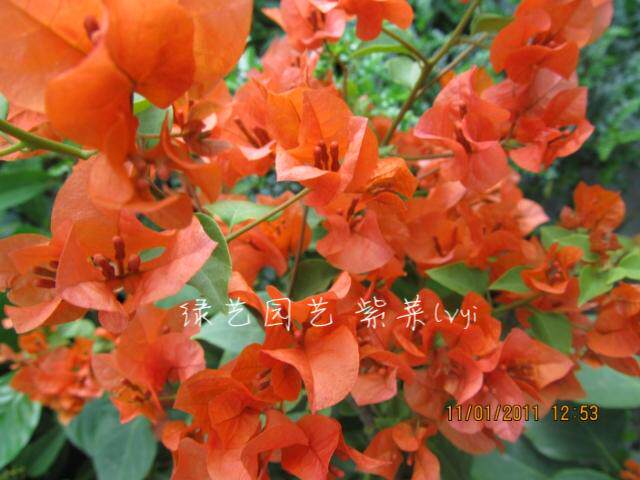 Green Leafy Orange Triangle Plum Balcony Courtyard Flower Potted heat-resistant and well-raised, climbing vines can be made upright bush plants