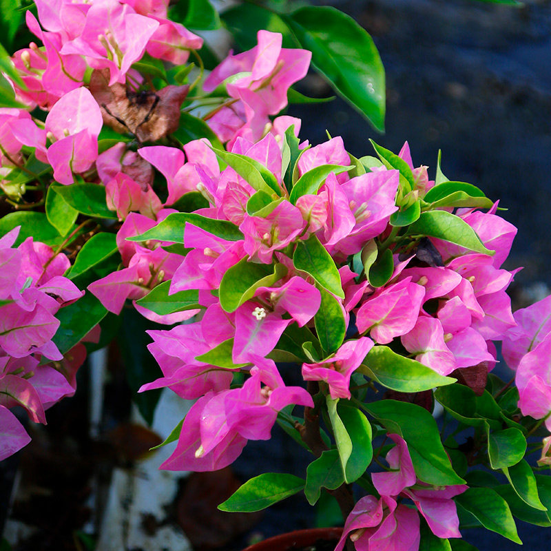 Triangle Mavera Powder Villa Villa Villa Fifina Series Flower Pot - resistant to heat