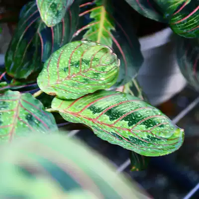 Green art gardening LEAF CICADA arrowroot, ALSO KNOWN AS RED VEIN BAO WEN arrowroot, IS better TO RAISE AND not AFRAID OF heat indoor green plant potted PLANTS