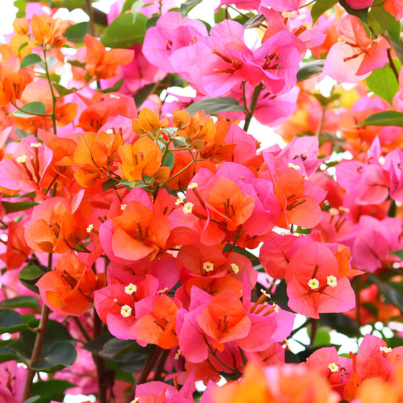 Triangle plum big flower Orange treasure old orange Louis Wharton intermediate Big red variation orange blossom rich color