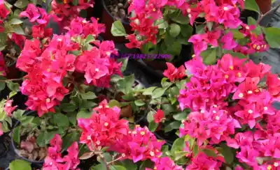 The size of the salsa triangle plum cuttings is shown in the figure. Sasha is also a variety of colors.