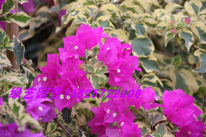 Phnom Penh Palace Pink Triangle Plum (Triangle Melleroo Leaf Flowers)  The small fry of the cuttage