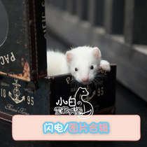 Lightning color] Little white ferret Castle Angoru pet ferret live cub Anglou alternative cute pet