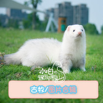 Kumu color] Little white ferret Castle Angoru pet ferret cub Anglou alternative cute pet live