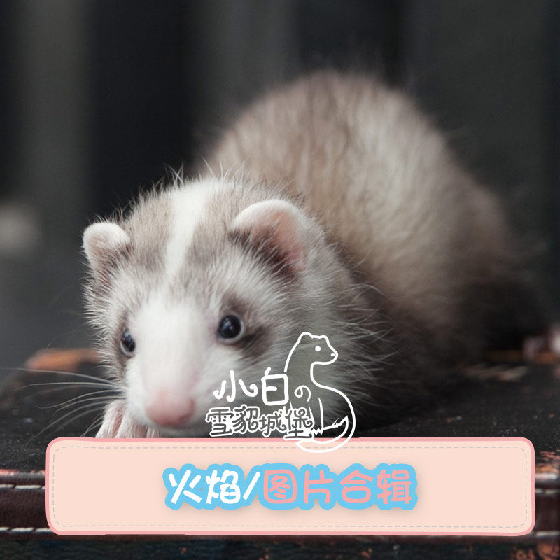 Flame Color] Little White Snowy Mink Castle Angolu Ferret Ferrets Pet Cub Angruo Alternative Cute