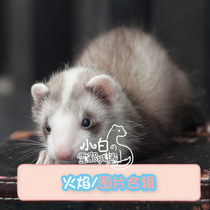Flame color] Little white ferret Castle Angoru ferret pet cub Anglou alternative cute pet living things