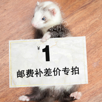 * Price difference link * Little white ferret Castle