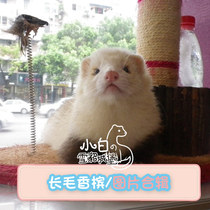 Long-haired champagne color] Little white ferret Castle Angoru ferret pet larvae Anglo alternative cute pet