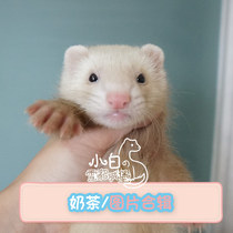Milk Brown] Little white ferret Castle Angoru pet ferret live cub Anglou alternative cute pet