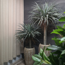 Simulated plant meat decoration bonsai tropical plant homestay green plant design with display bar window layout