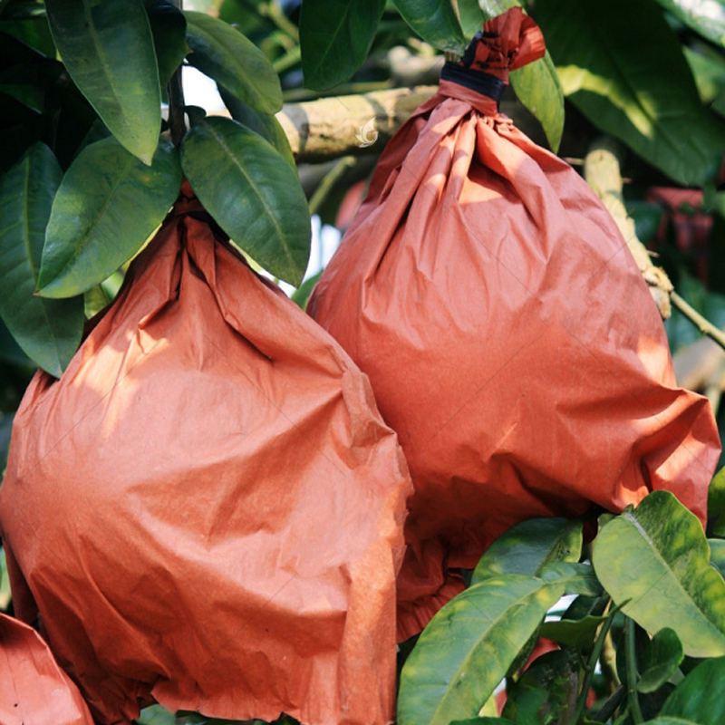 Special Bags for Yuzu Fruit, Double-Layered Bags for Honey Yuzu and Red Yuzu 32 # Fruit Bags, Mango Bags, Grape Bags, Insect-Proof and Bird-Proof Bags